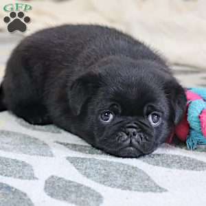 Greg, Pug Puppy